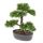 Emerald zöld cédrus műbonsai 32 cm 420001