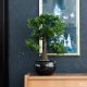 Emerald zöld mini fikusz bonsai műnövény 47 cm