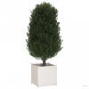 Fehér tömör fenyőfa kerti virágláda 50x50x50 cm