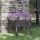 Szürke tömör fenyőfa virágtartó 70 x 70 x 70 cm