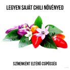 Bolíviai szivárvány chili paprika növény nevelő szett, Bolíviai szivárvány chili paprika növény nevelő szett