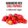 Piros Habanero chili paprika növény nevelő szett, Piros Habanero chili paprika növény nevelő szett