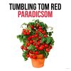 Tumbling Tom Red paradicsom növény nevelő szett, Tumbling Tom Red paradicsom növény nevelő szett