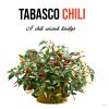 Tabasco chili növény nevelő szett, Tabasco chili növény nevelő szett