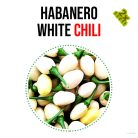 Habanero white chili paprika növény nevelő szett, Habanero white chili paprika növény nevelő szett
