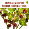 Trinidad Scorpion Moruga chocolate chili paprika növény nevelő szett, Trinidad Scorpion Moruga chocolate chili paprika növény nevelő szett