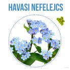 Havasi nefelejcs növény nevelő szett, Havasi nefelejcs növény nevelő szett